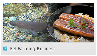 うなぎ養殖事業