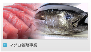 マグロ養殖事業