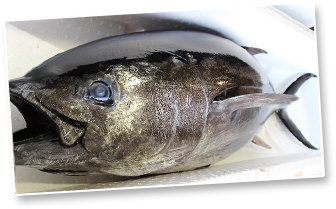 イメージ:クロマグロ(人工種苗)でMEL認証を取得(魚体)