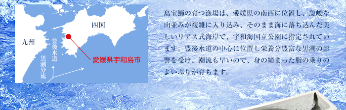 島宝鰤の育つ漁場は、愛媛県の南西に位置し、急峻な山並みが複雑に入り込み、そのまま海に落ち込んだ美しいリアス式海岸で、宇和海国立公園に指定されています。豊後水道の中心に位置し栄養分豊富な黒潮の影響を受け、潮流も早いので、身の締まった脂の乗りのよいぶりが育ちます。