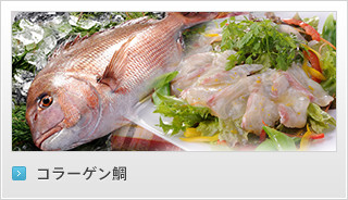 リンク：コラーゲン鯛