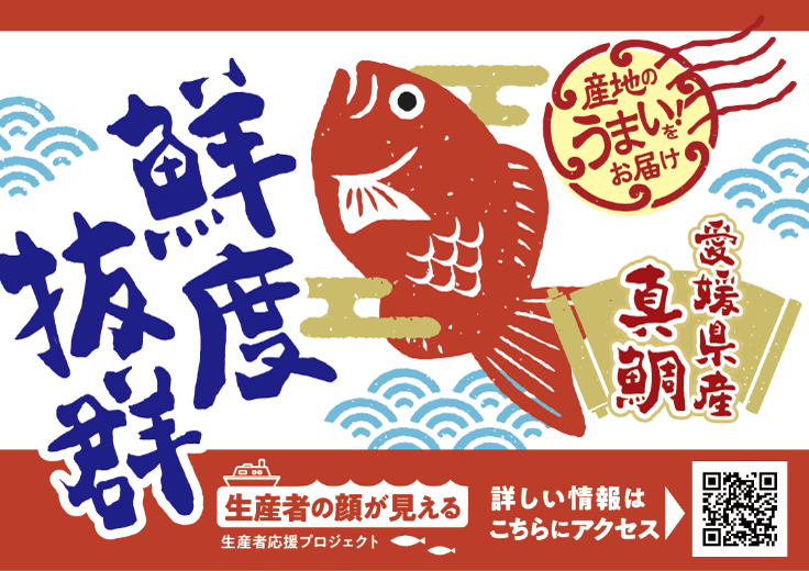 産地のうまい!をお届け 愛媛県産真鯛 鮮度抜群