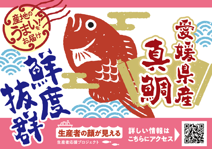 産地のうまい!をお届け 愛媛県産真鯛 鮮度抜群