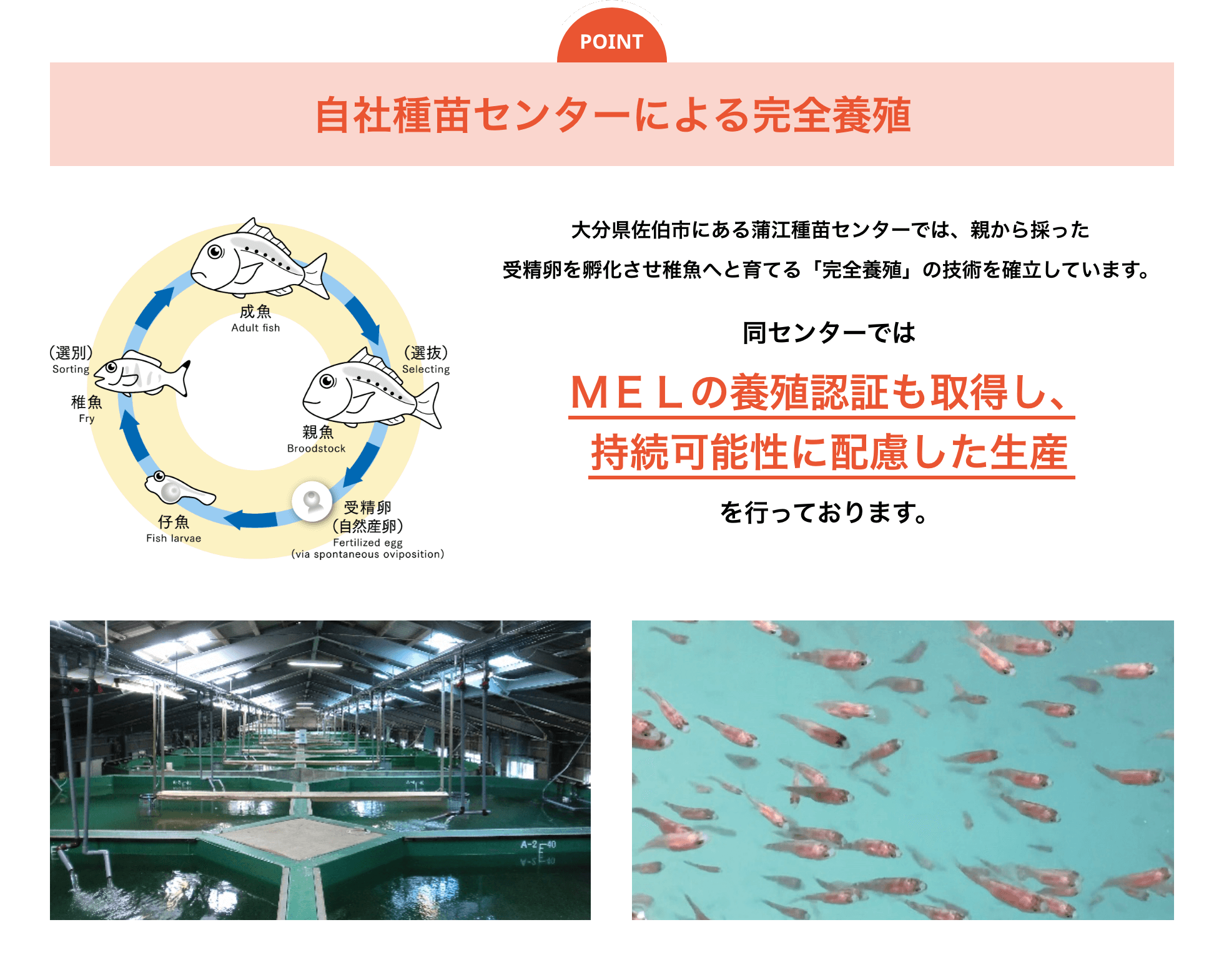 自社種苗センターによる完全養殖