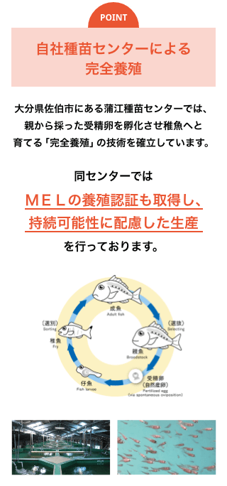 自社種苗センターによる完全養殖